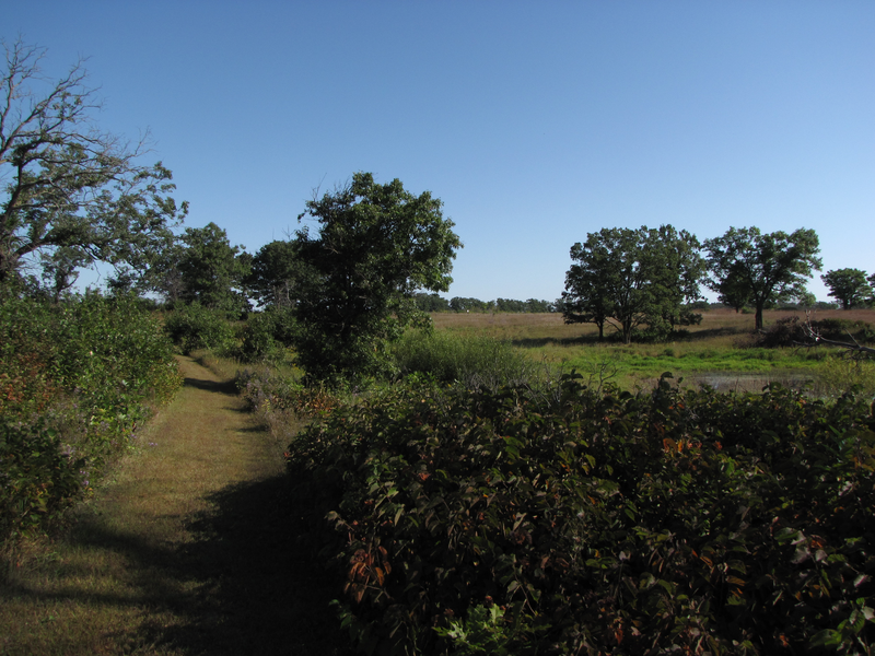 Trail at the end of the brushy area