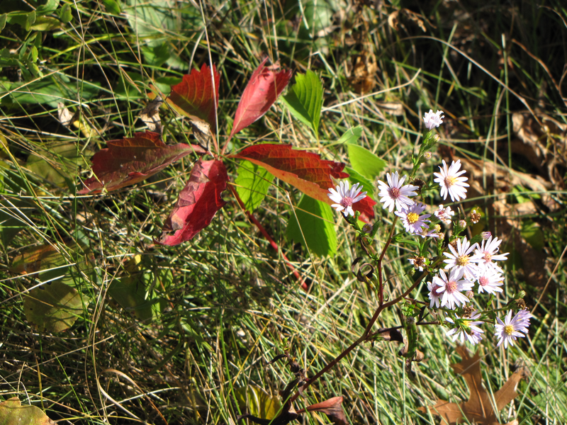 Fall ivy