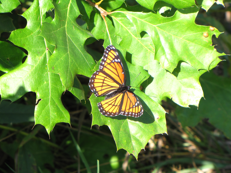 Monarch and oak leaves