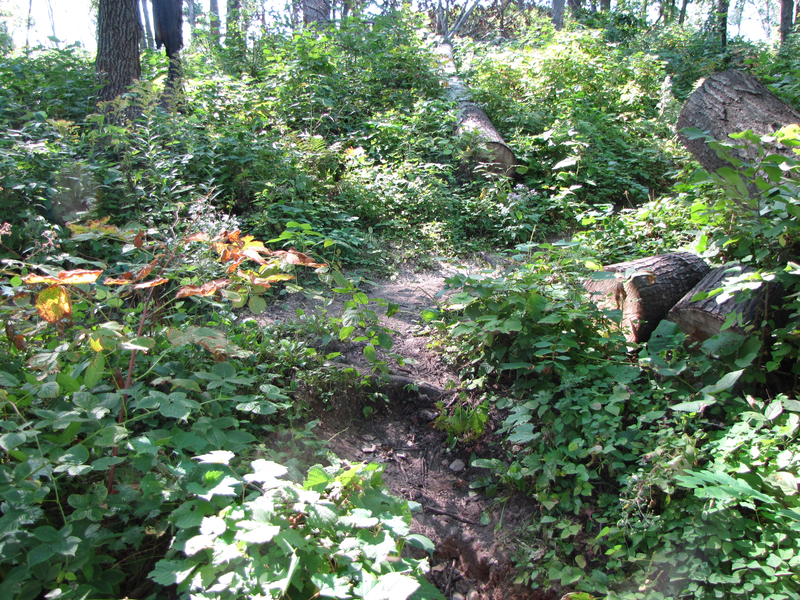 Go right to the overlook, then return here and take the other branch