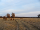 Early spring at dusk