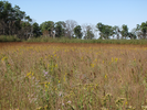 Heading towards the fall prairie colors