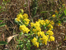 Goldenrod