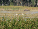 Tundra Swans