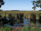 Edge of Buck Lake