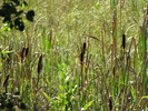 Cattails