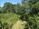 Trail through the blackberry bramble