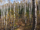 Birch grove