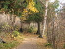 Trail through the woods