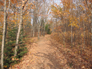 Trail through the woods