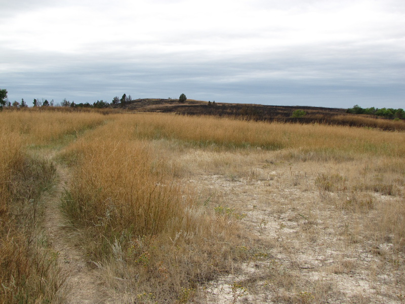 Trail leading towards prescribed burn