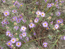 Asters