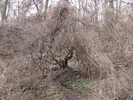 Heading under a wild tree