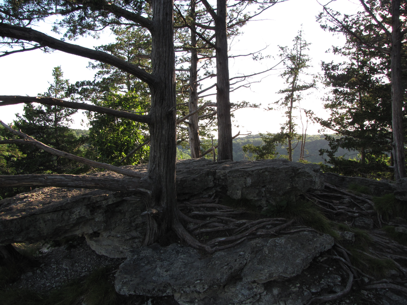 Gnarled trees