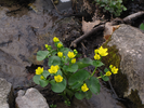 Flowers in the stream