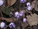 Spring blooms along the trail