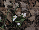 Spring blooms along the trail