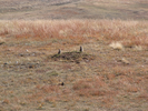 Prairie Dogs