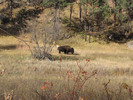 Another bison