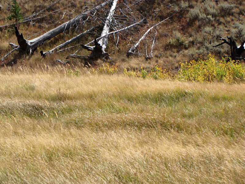Grassy meadow