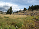Meadow